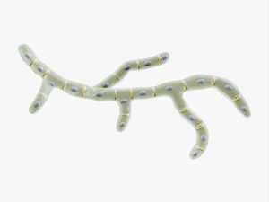 Будова клітини грибка 3D Модель