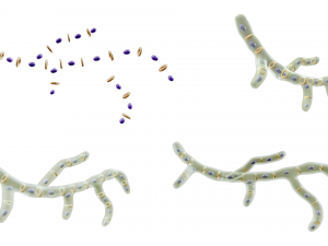 Fungal Cell Structure Modèle 3D