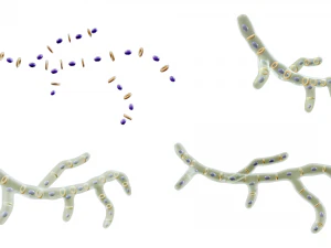 Fungal Cell Structure 3D Model