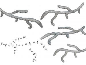 Fungal Cell Structure Modèle 3D