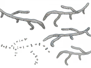 Fungal Cell Structure 3D Model