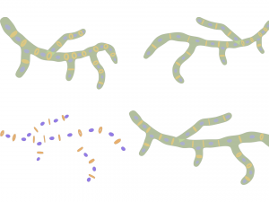 Fungal Cell Structure Modèle 3D