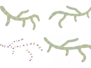 Fungal Cell Structure 3D Model
