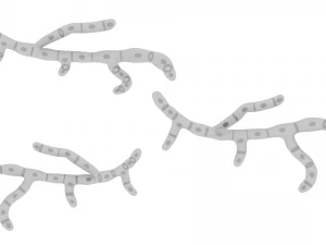 Fungal Cell Structure 3D Model