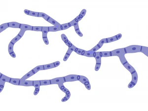 Fungal Cell Structure 3D Model