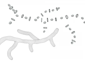 Fungal Cell Structure 3D Model