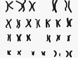 Human Karyotype - Male and Female 3D 모델