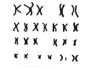 Human Karyotype - Male and Female 3D 模型
