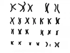 Human Karyotype - Male and Female 3D Model