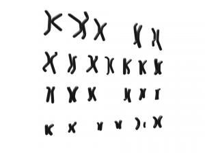 Human Karyotype - Male and Female 3D 模型