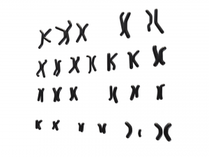 Human Karyotype - Male and Female 3D 模型