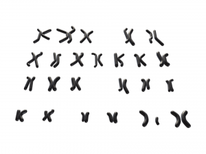 Human Karyotype - Male and Female 3D 模型