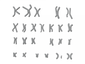 Human Karyotype - Male and Female 3D 模型
