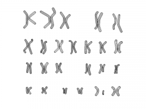 Human Karyotype - Male and Female 3D 模型