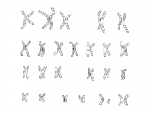 Human Karyotype - Male and Female 3D 模型