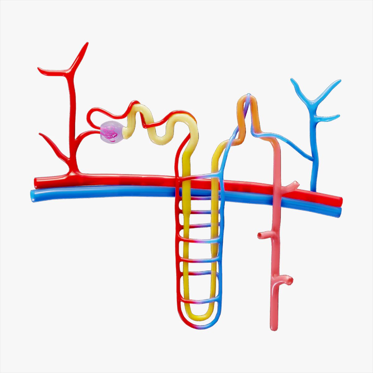 Kidney Nephron Structure Anatomy 3D Model .c4d .max .obj .3ds .fbx .stl .blend