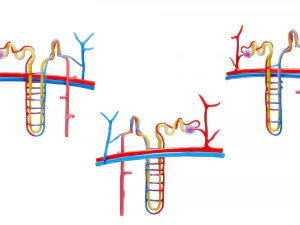 Kidney Nephron Structure Anatomy 3D Model