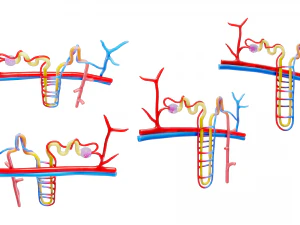 Kidney Nephron Structure Anatomy 3D Model