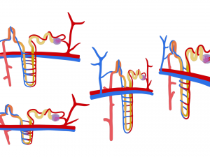 Kidney Nephron Structure Anatomy Modelo 3D