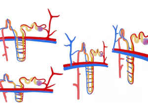 Kidney Nephron Structure Anatomy 3D Model