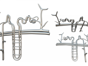 Kidney Nephron Structure Anatomy Modelo 3D