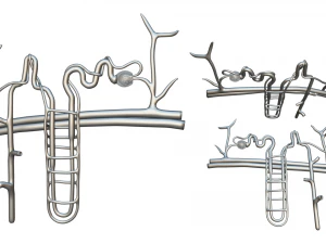 Kidney Nephron Structure Anatomy 3D Model