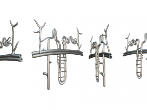 Kidney Nephron Structure Anatomy Modelo 3D