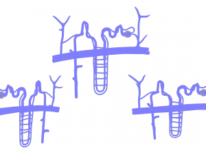 Kidney Nephron Structure Anatomy Modelo 3D