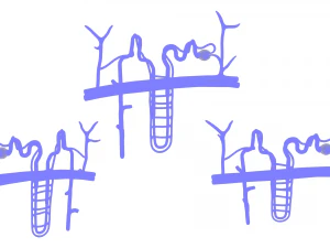 Kidney Nephron Structure Anatomy 3D Model