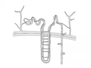 Kidney Nephron Structure Anatomy 3D Model