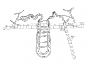 Kidney Nephron Structure Anatomy Modelo 3D