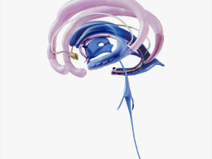 Limbic System Anatomy 3D 모델