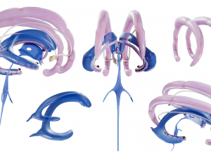 Limbic System Anatomy 3D-Modell