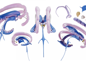 Limbic System Anatomy 3D-Modell