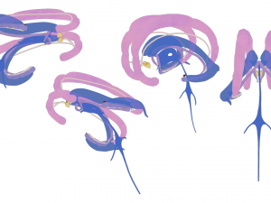 Limbic System Anatomy 3D-Modell