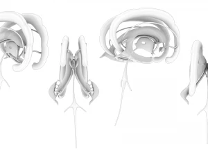 Limbic System Anatomy 3D Model