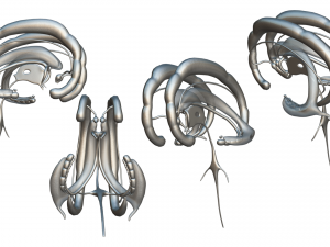 Limbic System Anatomy 3D-Modell