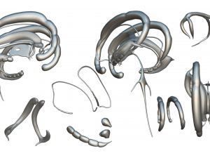 Limbic System Anatomy 3D-Modell