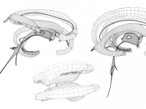 Limbic System Anatomy 3D-Modell