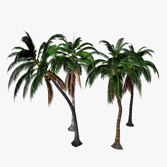 coconut palm 3D 模型 .c4d .max .obj .3ds .fbx .stl .blend 