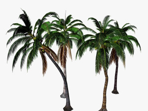 coconut palm 3D 모델