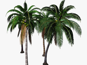 coconut palm 3D 模型
