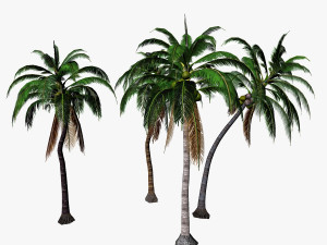 coconut palm 3D 模型