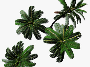 coconut palm 3D 模型