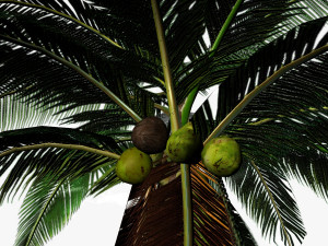 coconut palm 3D 模型