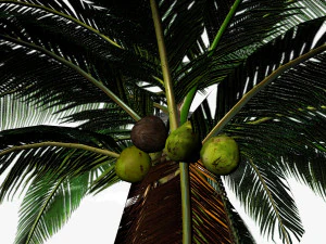 coconut palm 3D Model