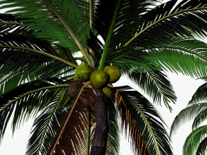 coconut palm 3D 模型