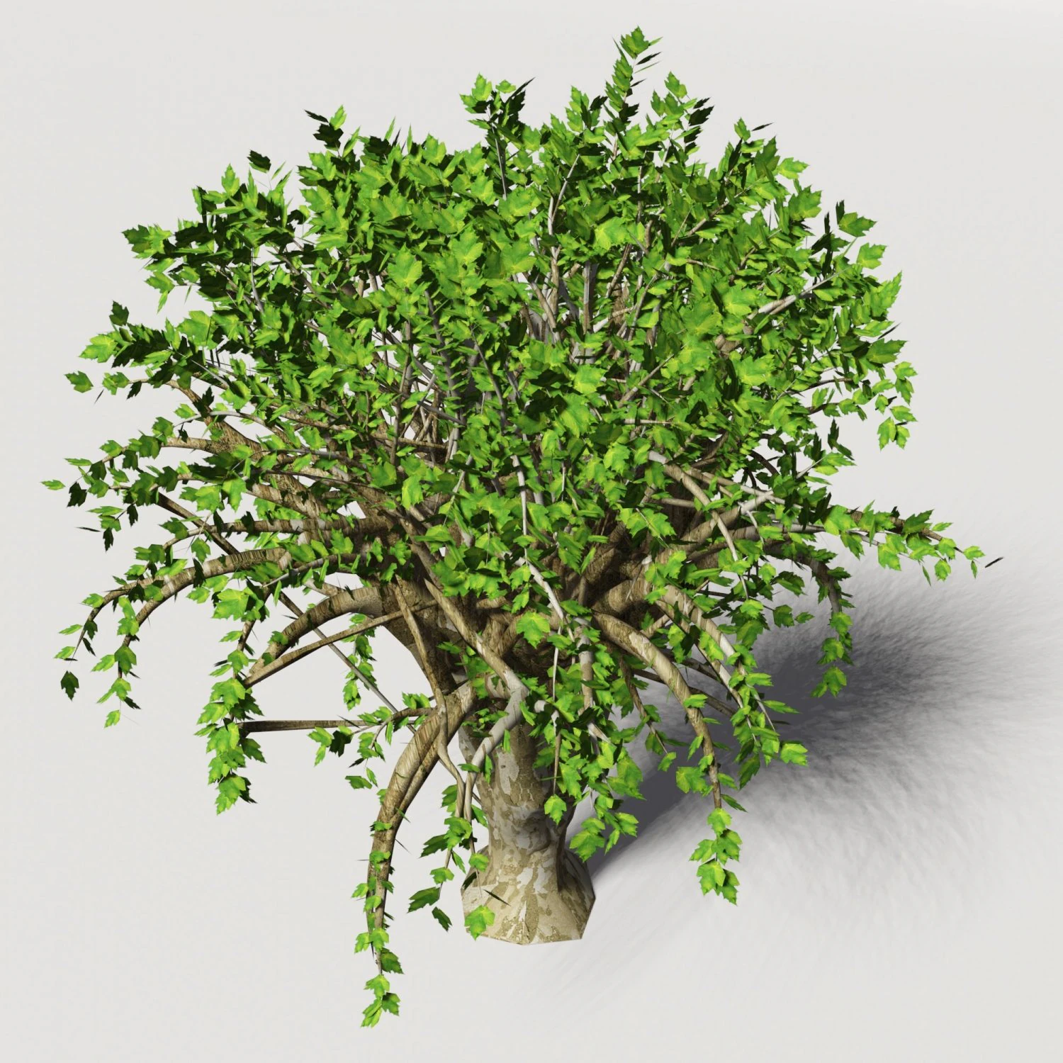 tree 01 3D Model .c4d .max .obj .3ds .fbx .stl .blend 