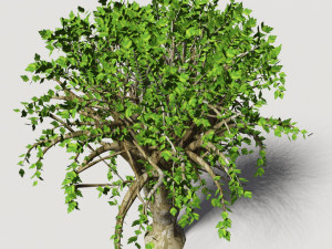 tree 01 Modèle 3D