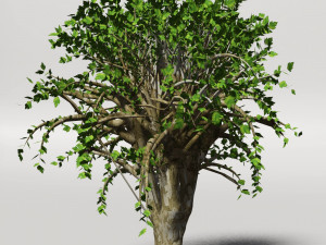 tree 01 3D Модель
